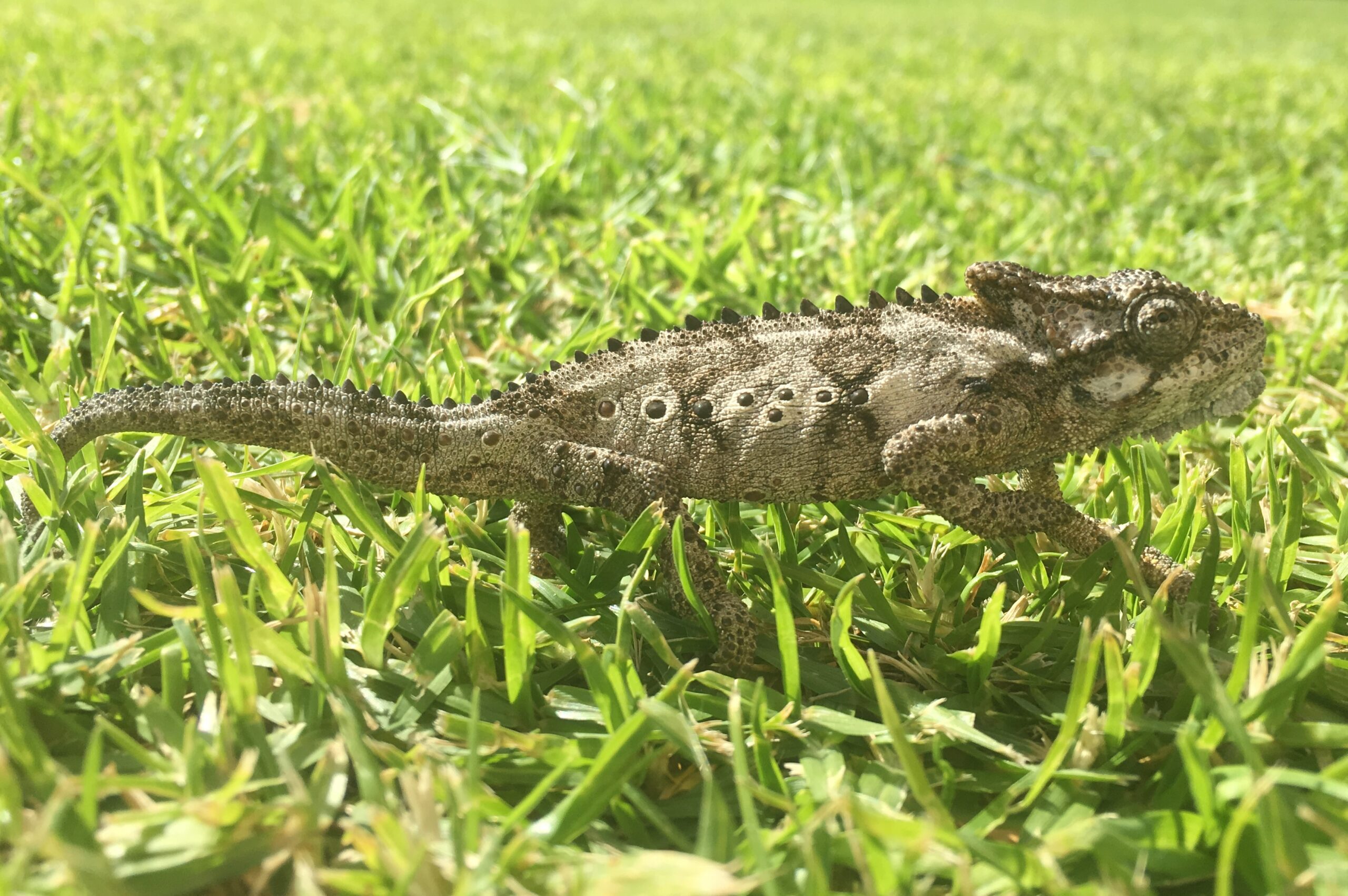 A Reptilian encounter in suburban South Africa