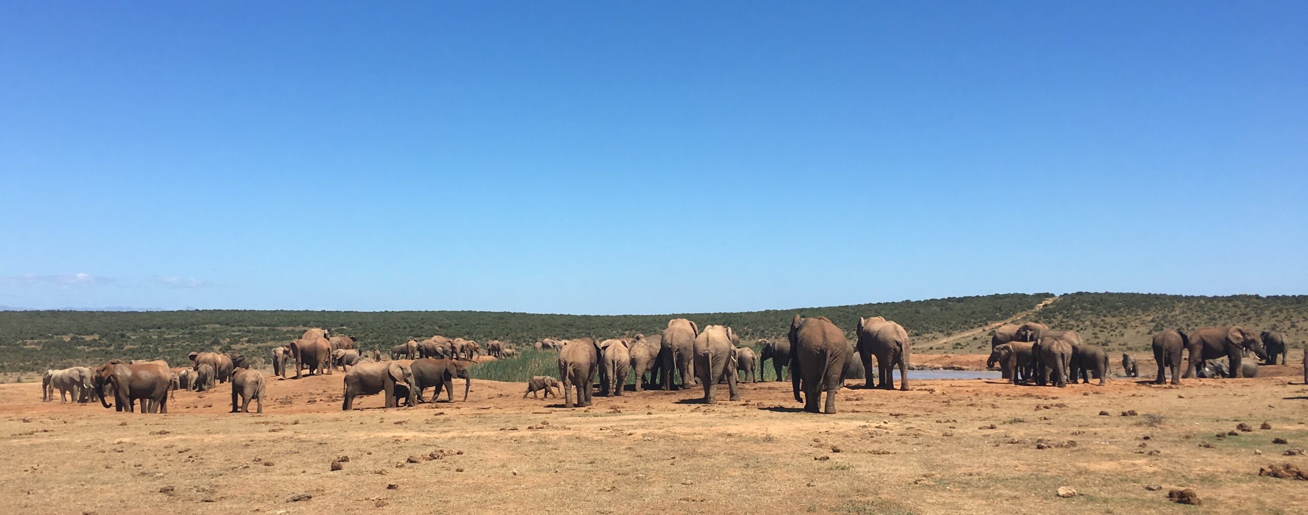 Game parks and Twonagers: A guide to surviving the wild.