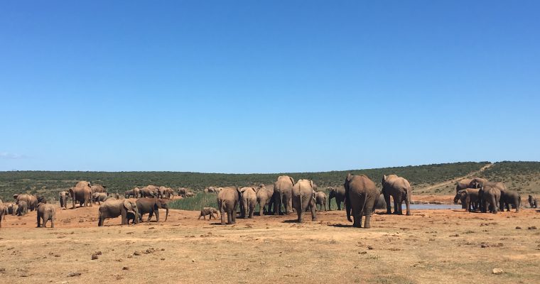 Game parks and Twonagers: A guide to surviving the wild.